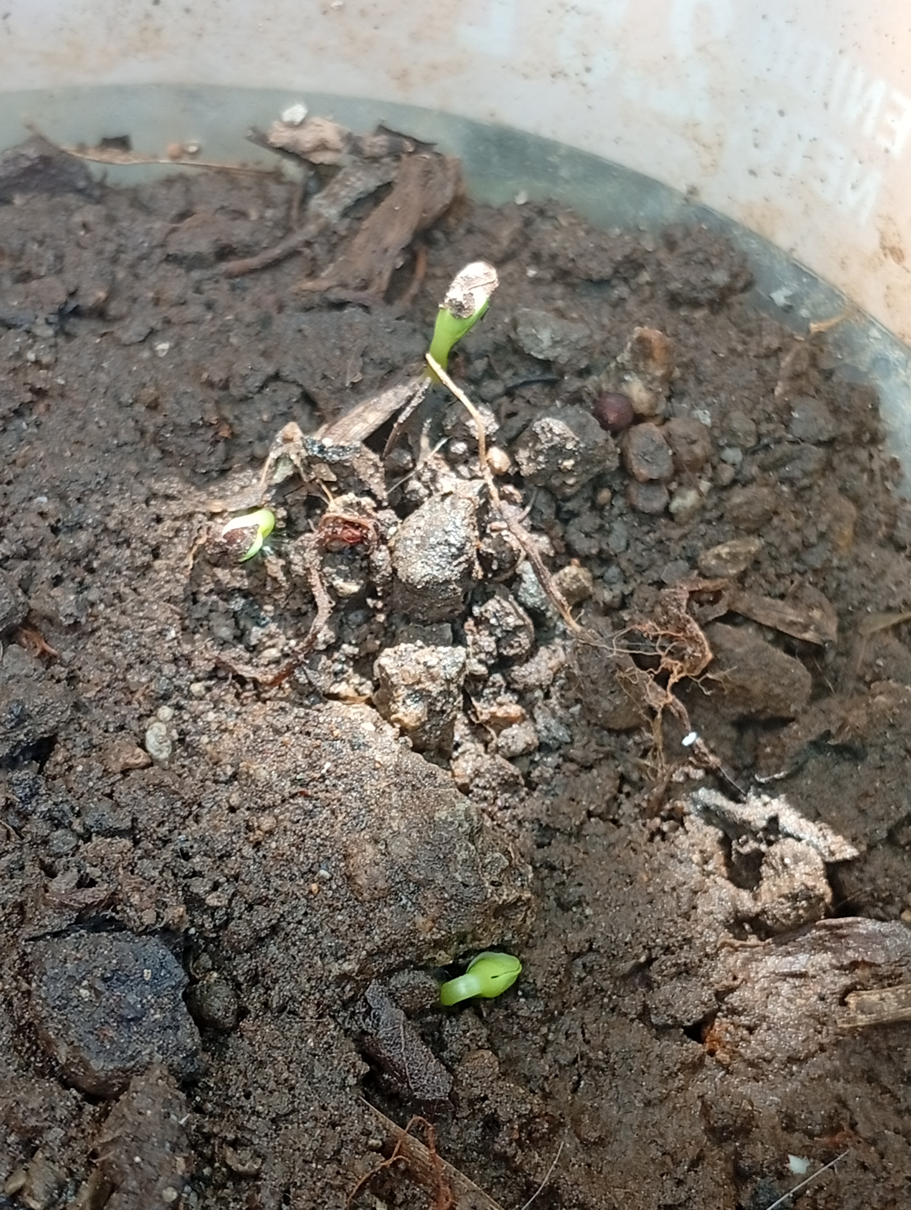 Imagen del post Las plantas que sembré ya empezaron a nacer