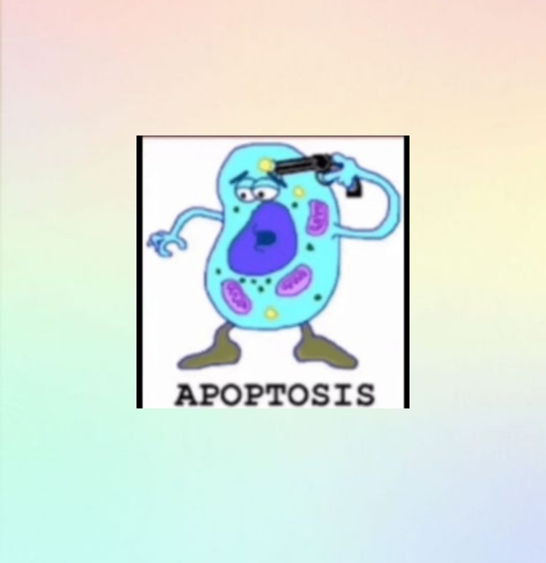 Imagen del post Apoptosis